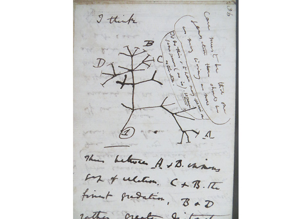 ダーウィンの手記による系統樹は縦書き
