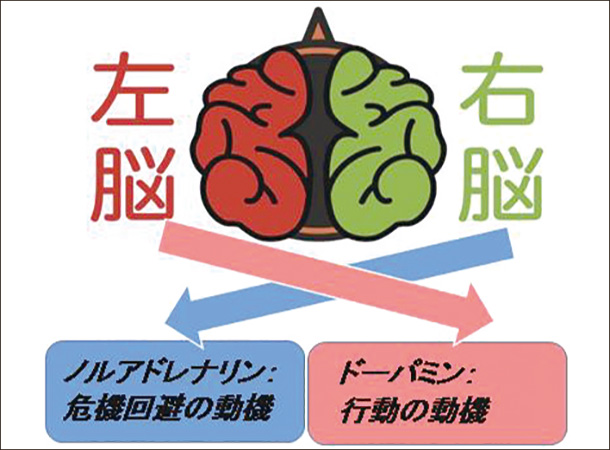 左脳・右脳の働きの違い