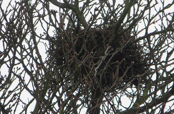 高木の上にある鳥の巣