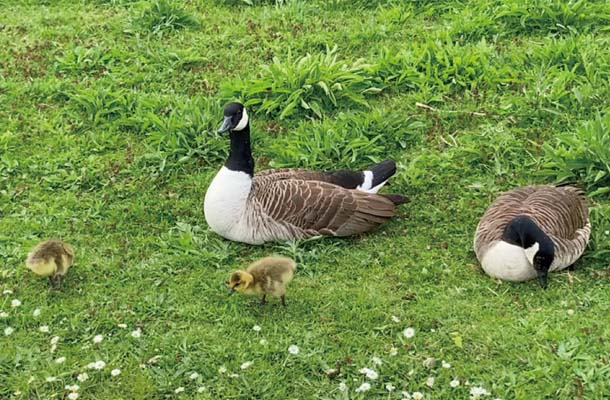 貯水池の遊歩道にはたくさんのカナダ雁の家族が