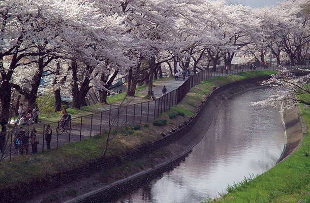 現在の玉川上水の桜土手