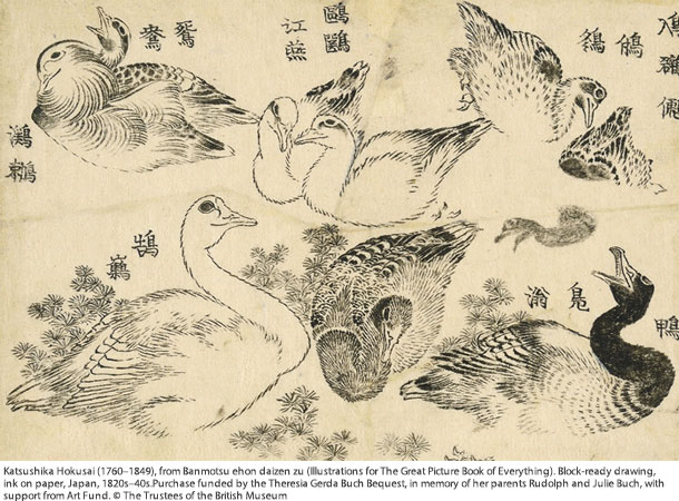 ‘Various aquatic birds’ さまざまな水鳥を描いたもので、中央下のカモは後に北斎が別の作品に流用した
