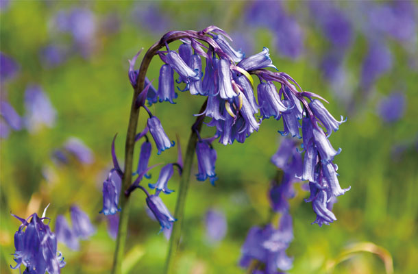 英国のお花見といえば？