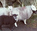 Herdwick