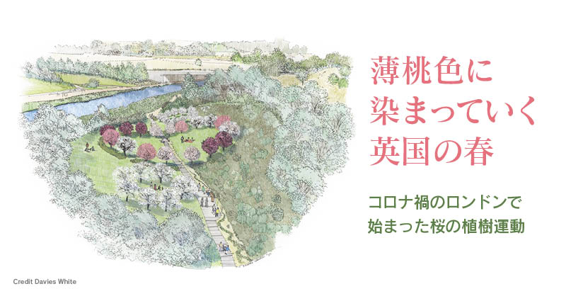 薄桃色に染まっていく英国の春